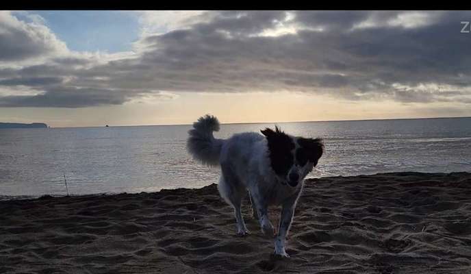 TierschutzhundeStammtisch🐕-Beitrag-Bild