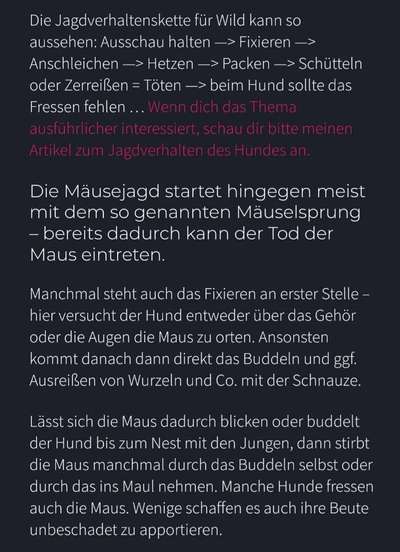 TierschutzhundeStammtisch🐕-Beitrag-Bild