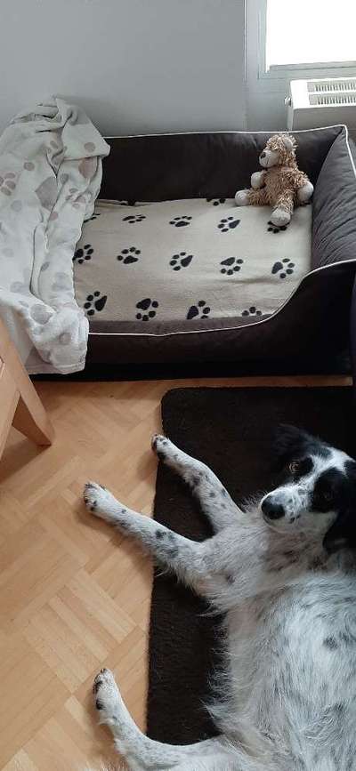 Unter dem Hundebett nass-Beitrag-Bild