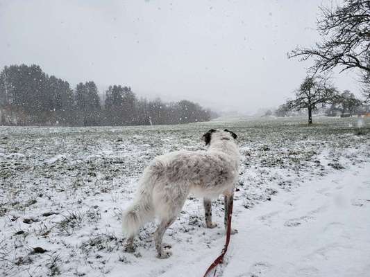 TierschutzhundeStammtisch🐕-Beitrag-Bild