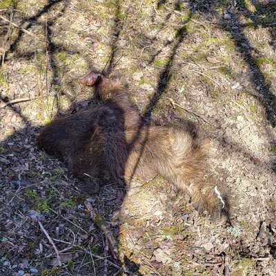 Warum Kadaver im Wald entsorgen?-Beitrag-Bild
