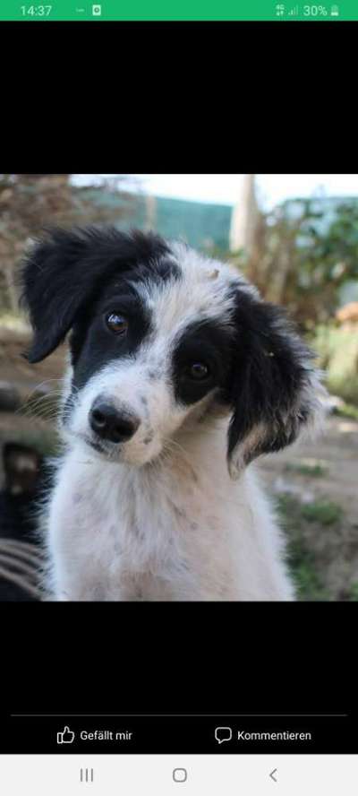 Welpen Bilder !-Beitrag-Bild