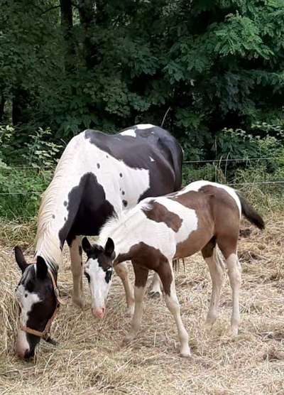 Die wunderschöne Welt mit Hund.-Beitrag-Bild