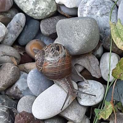 Die wunderschöne Welt mit Hund.-Beitrag-Bild