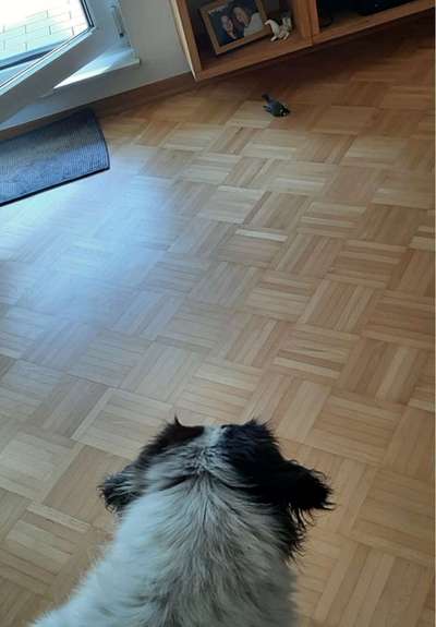 TierschutzhundeStammtisch🐕-Beitrag-Bild