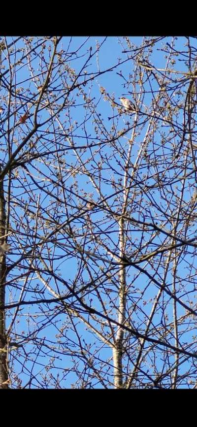 TierschutzhundeStammtisch🐕-Beitrag-Bild