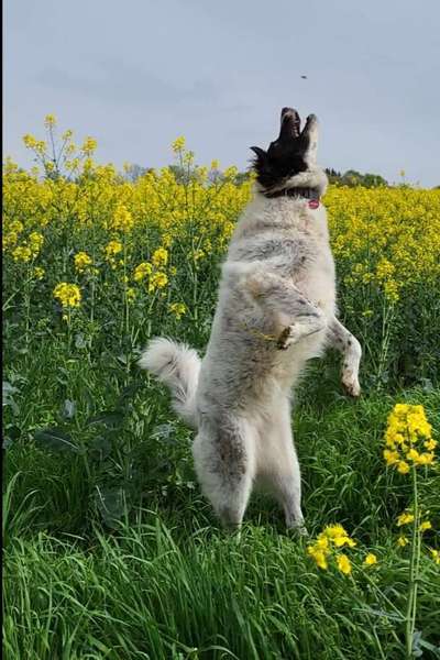 TierschutzhundeStammtisch🐕-Beitrag-Bild