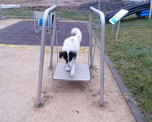 Paddelbord fahren mit Hund?-Beitrag-Bild