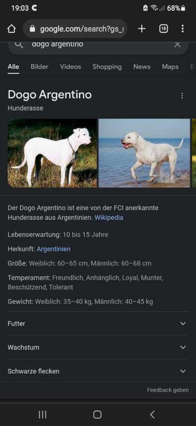 Rasse meines Tierschutzhundes-Beitrag-Bild