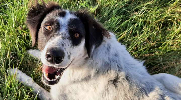 TierschutzhundeStammtisch🐕-Beitrag-Bild