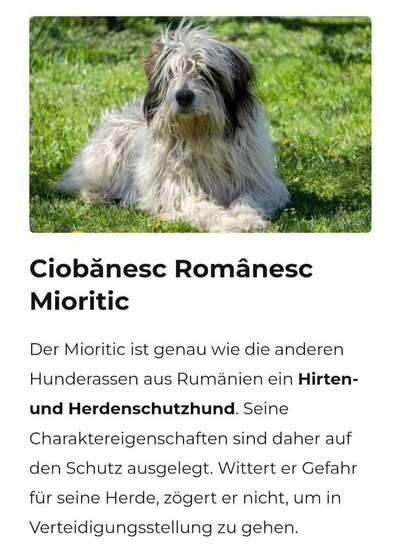 Rumänischer Straßenhund-Beitrag-Bild