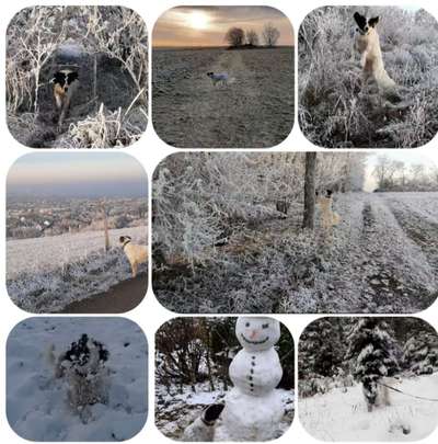 24. Collage-Challenge  *Hund im Schnee*-Beitrag-Bild