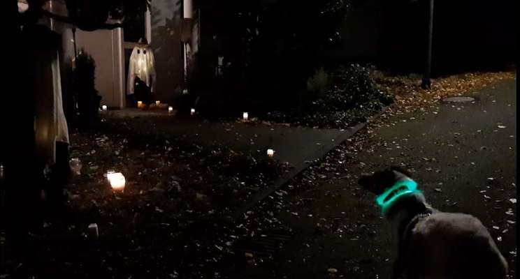 TierschutzhundeStammtisch🐕-Beitrag-Bild