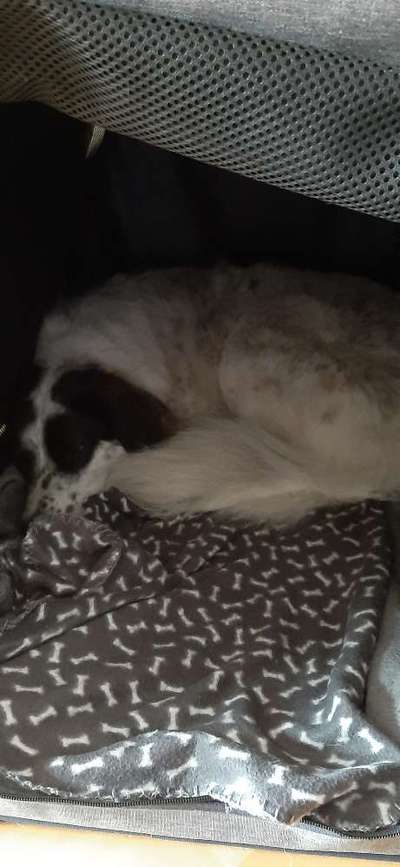 TierschutzhundeStammtisch🐕-Beitrag-Bild