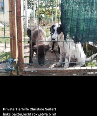 TierschutzhundeStammtisch🐕-Beitrag-Bild