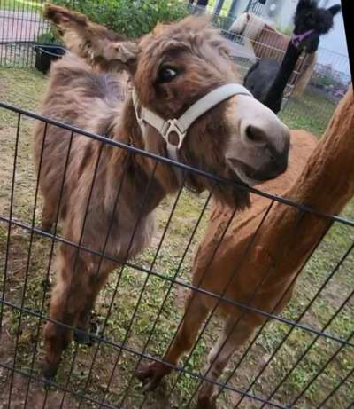 TierschutzhundeStammtisch🐕-Beitrag-Bild