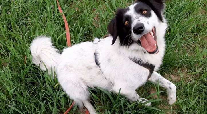 Fotosammlung: ,,Der natürliche Hund" Unbearbeitet, ungestellt und in Natura-Beitrag-Bild