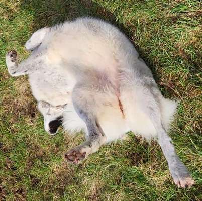 TierschutzhundeStammtisch🐕-Beitrag-Bild