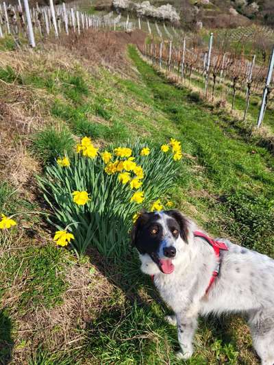 TierschutzhundeStammtisch🐕-Beitrag-Bild