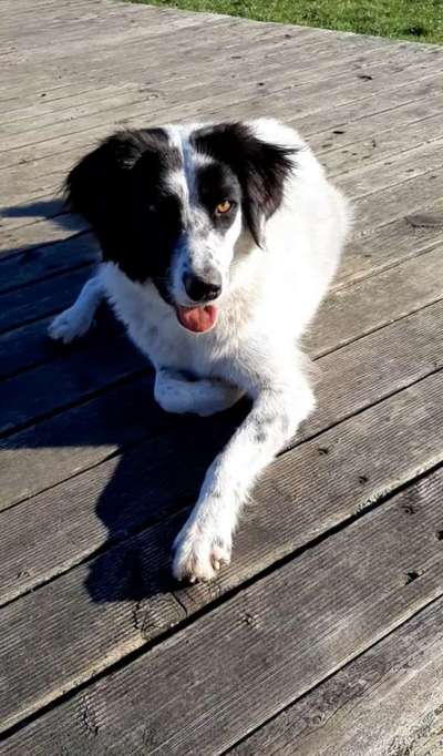 Eure Erfahrungen mit Hunden aus dem (Auslands)Tierschutz-Beitrag-Bild