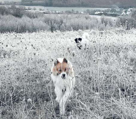 Fotochallenge - fremde Hunde-Beitrag-Bild