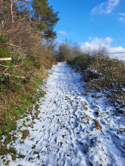 TierschutzhundeStammtisch🐕-Beitrag-Bild