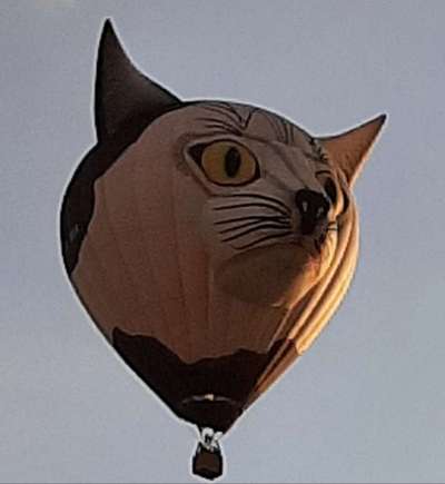 TierschutzhundeStammtisch🐕-Beitrag-Bild