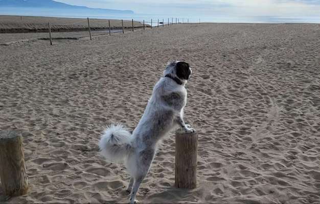 TierschutzhundeStammtisch🐕-Beitrag-Bild