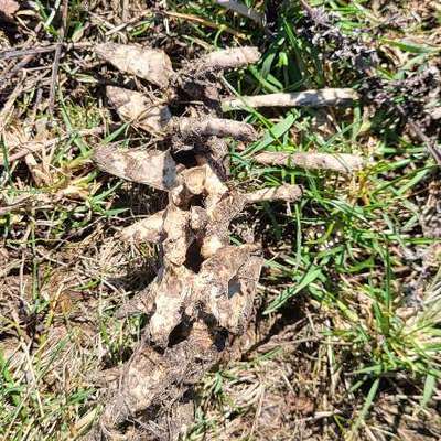 Warum Kadaver im Wald entsorgen?-Beitrag-Bild