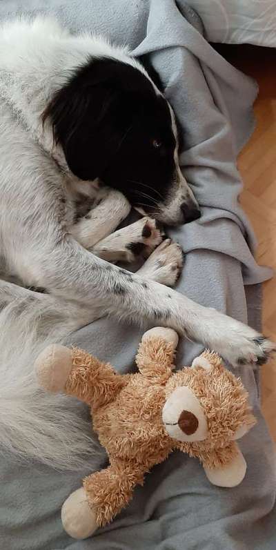 Hund buddelt Kuhle im Gebüsch und verkriecht sich-Beitrag-Bild