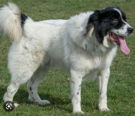 TierschutzhundeStammtisch🐕-Beitrag-Bild