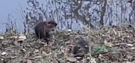 TierschutzhundeStammtisch🐕-Beitrag-Bild