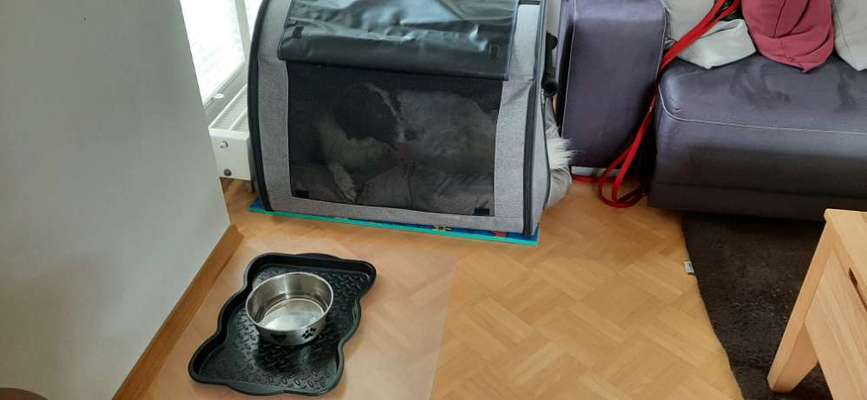 TierschutzhundeStammtisch🐕-Beitrag-Bild