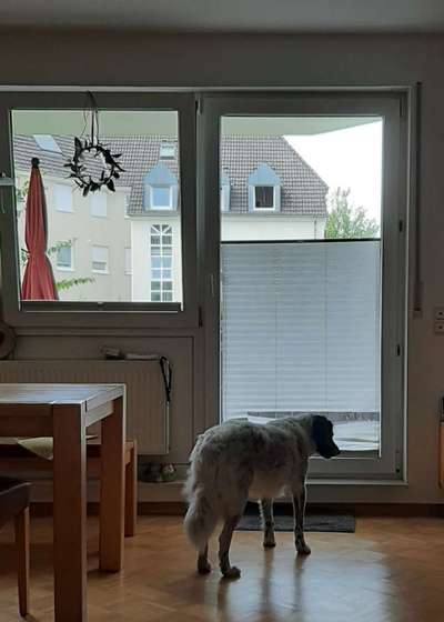 TierschutzhundeStammtisch🐕-Beitrag-Bild