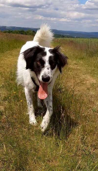 TierschutzhundeStammtisch🐕-Beitrag-Bild