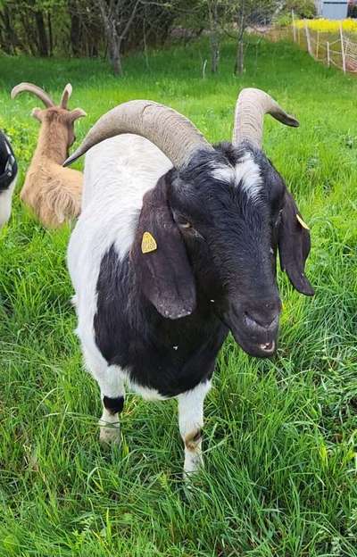 TierschutzhundeStammtisch🐕-Beitrag-Bild