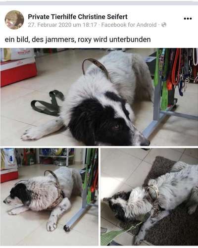 TierschutzhundeStammtisch🐕-Beitrag-Bild