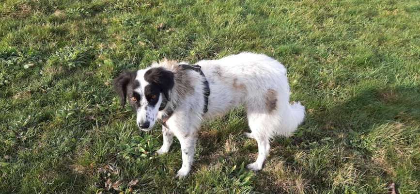 TierschutzhundeStammtisch🐕-Beitrag-Bild