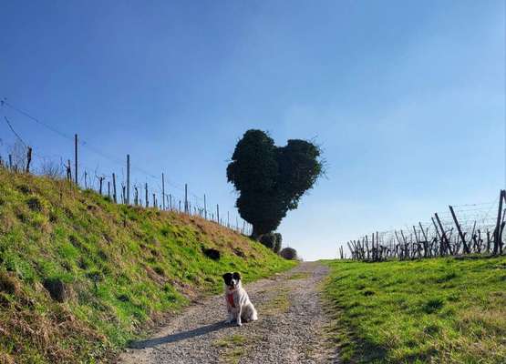 TierschutzhundeStammtisch🐕-Beitrag-Bild