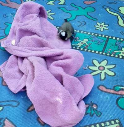 TierschutzhundeStammtisch🐕-Beitrag-Bild