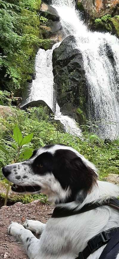 Dogorama Photo Challenge - Wasserfall-Beitrag-Bild