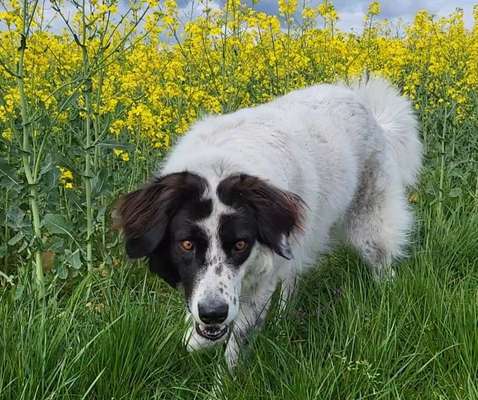 TierschutzhundeStammtisch🐕-Beitrag-Bild