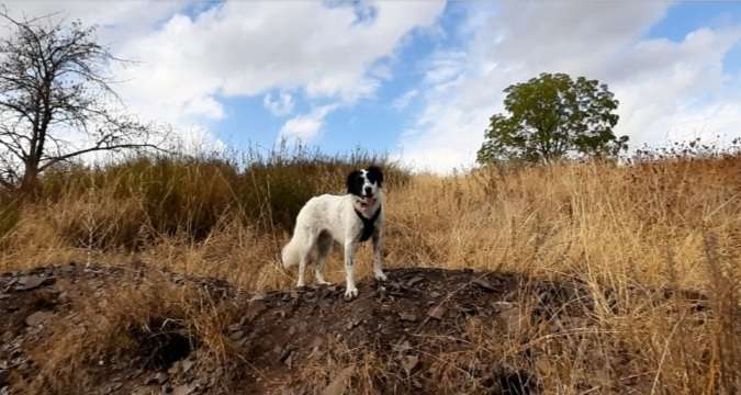 TierschutzhundeStammtisch🐕-Beitrag-Bild