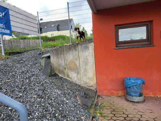 TierschutzhundeStammtisch🐕-Beitrag-Bild