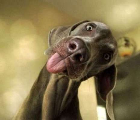 Hunde Memes-Beitrag-Bild