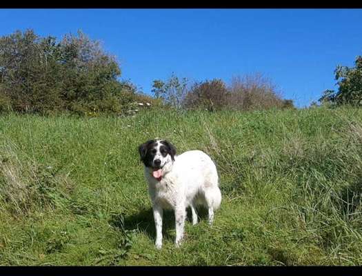 Würdet ihr euch die gleiche Rasse wiederkaufen?-Beitrag-Bild