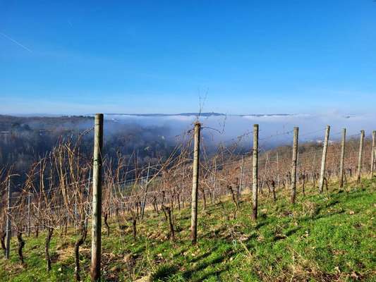 TierschutzhundeStammtisch🐕-Beitrag-Bild