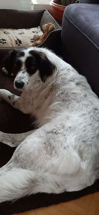 TierschutzhundeStammtisch🐕-Beitrag-Bild