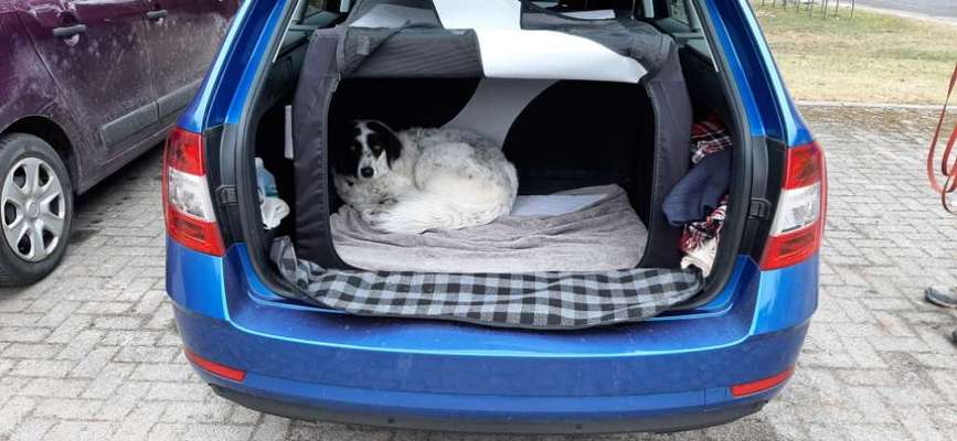 TierschutzhundeStammtisch🐕-Beitrag-Bild