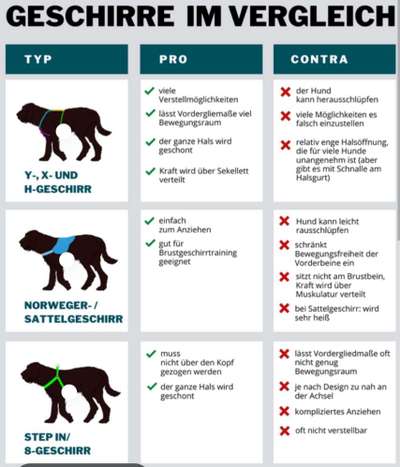 Y-Geschirr schädlich für den Hund?-Beitrag-Bild